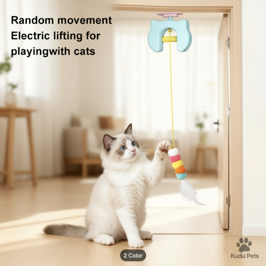 Ragdoll Kitten